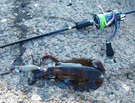 アオリイカ大きくなってきました！